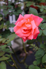 薔薇 ローズ バラ ピンク 落ち着いた