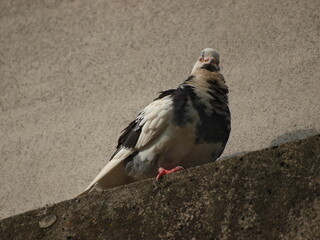 目が合うまだらの鳩