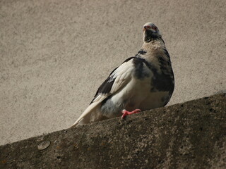 Fototapeta premium ドバト