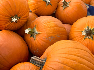 Close up shot of medium sized orange pumpkins in a batch for the Holiday seasons.  Pumpkins used for pumpkin pies and decorations by the house