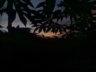 Silhouette of leaves before sunrise