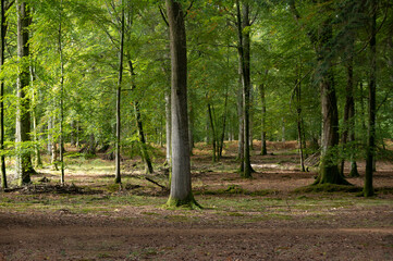 New Forest ancient woodland in Hampshire England