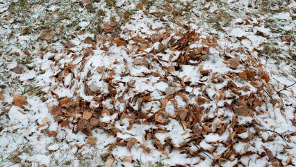 leaves in the snow