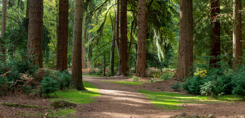 New Forest ancient woodland in Hampshire England