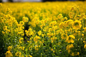 菜の花畑