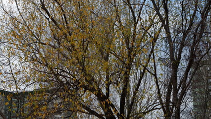 trees in the autumn