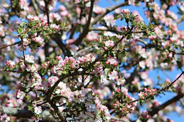 Ein blühender Baum 