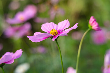 Fototapeta premium コスモス畑に太陽の光を受けて咲く一輪のピンク色のコスモス、やや斜め上からクローズアップ