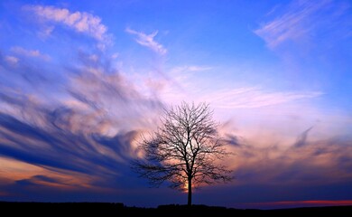 Sonnenuntergang mit einem einsamen Baum 