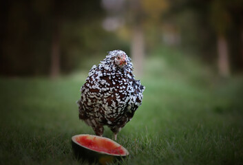 chicken watermelon