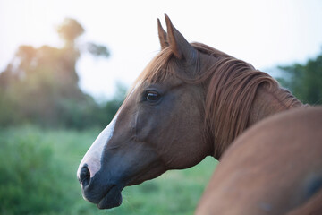 Fototapeta premium horse