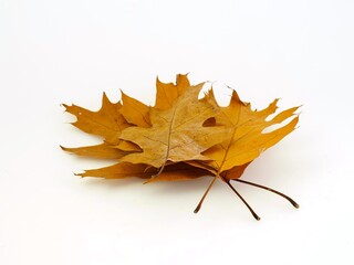 Oak Leaves on White