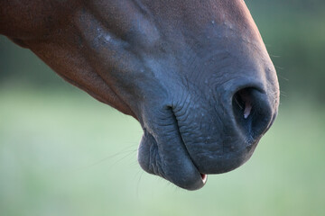 horse mouth