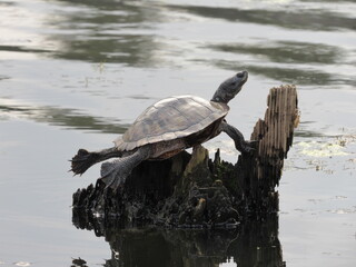 Fototapeta premium turtle