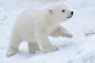 Fototapeta na wymiar polar bear cub