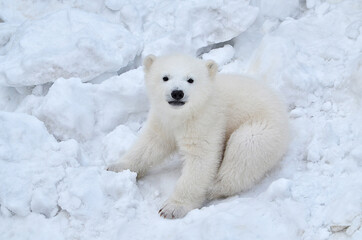 polar bear cub