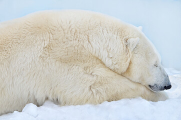 Polar bear sleeps in the snow.