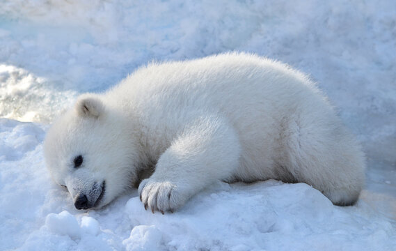 polar bear cub