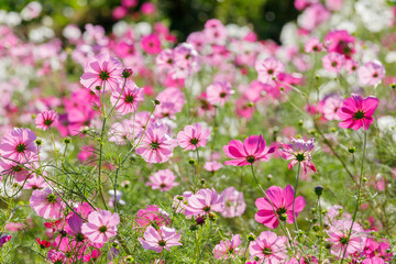 美しいコスモス