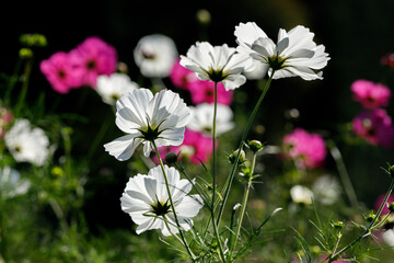 美しいコスモス