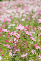 美しいコスモス