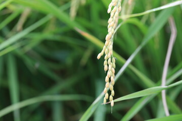 벼가 보이는 아름다운 농촌 풍경