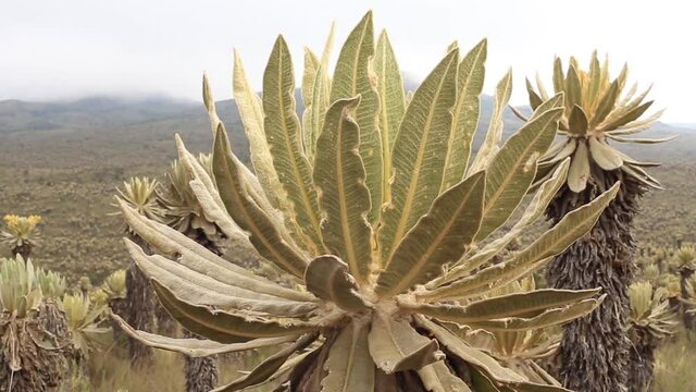 paramo colombia
