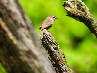 House Wren Bird Perched on Top of Tree Branch with Beautiful Green Foliage and Other Branches and Tree Trunks in Background