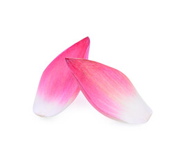 Pink lotus lobes on a white background