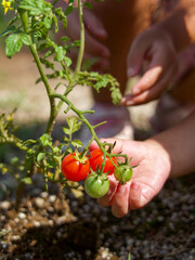 子供達がミニトマトを収穫