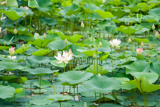 ハスいっぱいの池（仏教イメージ）