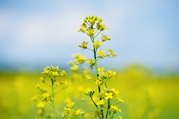 Detail of flowering rapeseed field, canola or colza (Brassica Napus)/ Plant for green energy and oil industry. Source of vegetable oil and a source of protein flour. Rape seed on blue sky background