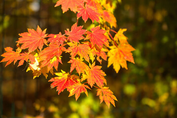Naklejka na ściany i meble Maple leaves autumn background