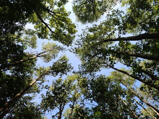 sky and trees