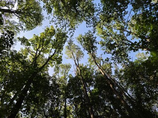 Fototapeta premium trees in the forest