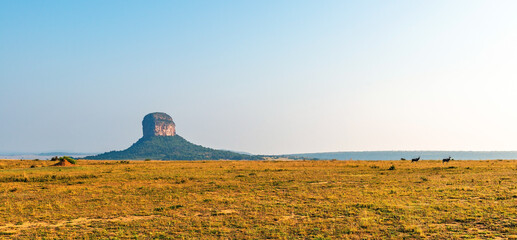 Obraz premium Two blesbok or blesbuck (Damaliscus pygargus phillipsi) antelope walking through the African Savannah with a butte geological formation, Entabeni Safari Reserve, Limpopo Province, South Africa.