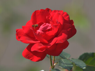 blooming red rose and a bee