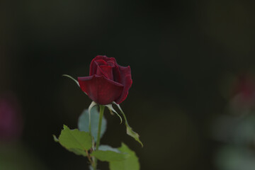 Red rose blooming in the garden