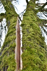 Fototapeta premium Split Pine tree trunk due to severe winter snowstorm at the local Grass Lawn Park in Redmond, WA, USA. Green moss on tree.