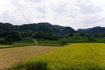 rice field