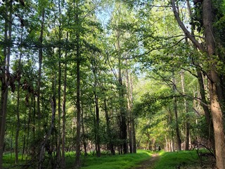 path in the forest