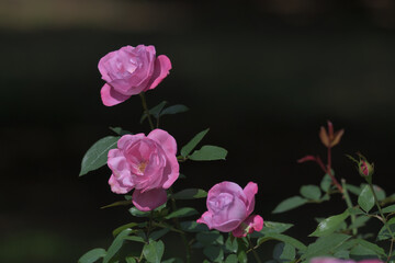 Fototapeta na wymiar pink rose blooming in the garden