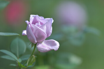 Purple rose blooming in the garden
