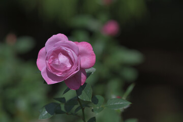 pink rose blooming in the garden