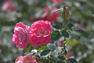 pink rose in the garden