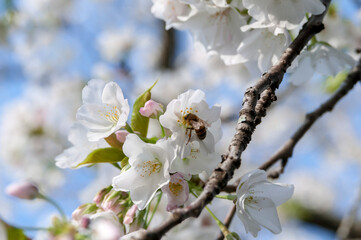 Naklejka premium 早咲きの桜の花の蜜を集める蜜蜂
