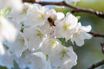 早咲きの桜の花の蜜を集める蜜蜂