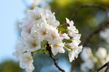 早咲きの桜の花の蜜を集める蜜蜂