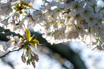 逆光の中に早咲きの桜