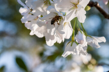 早咲きの桜の花の蜜を集める蜜蜂